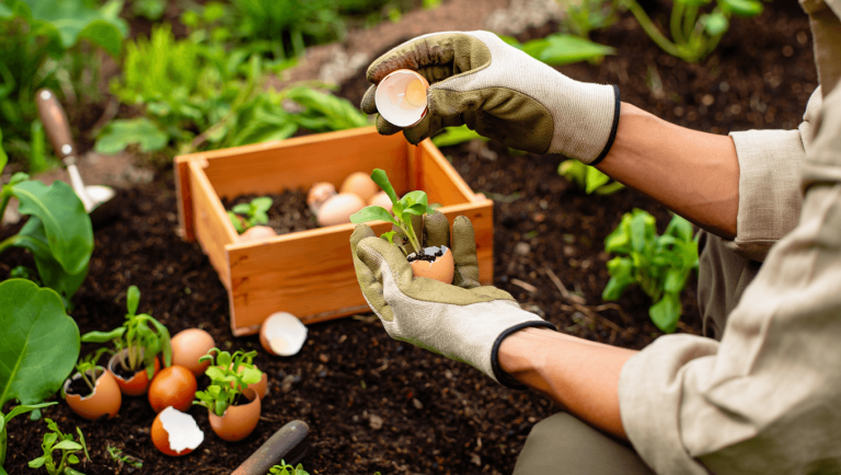 Coquille d’oeuf au jardin, les bons plans du jardinier bio