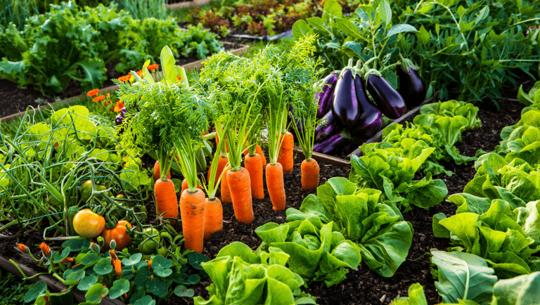 Association de plantes : les légumes du jardin