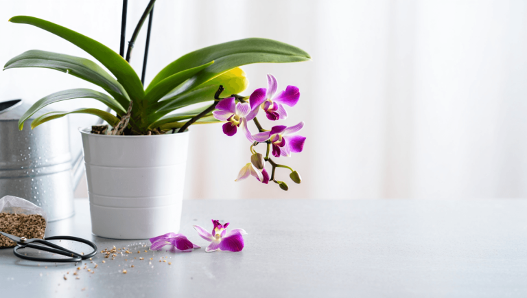 Orchidée fanée : comment la sauver et la faire refleurir