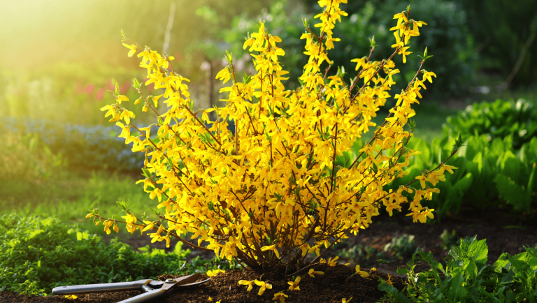 C’est le moment de tailler votre forsythia pour un jardin éclatant