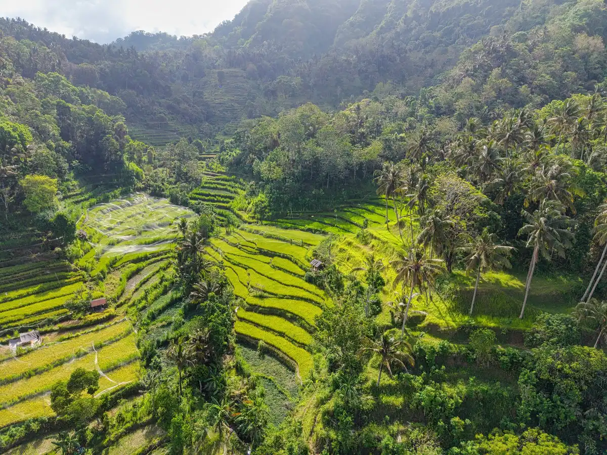 Terrasses de riz en escalier dans la région d'Ubud à Bali