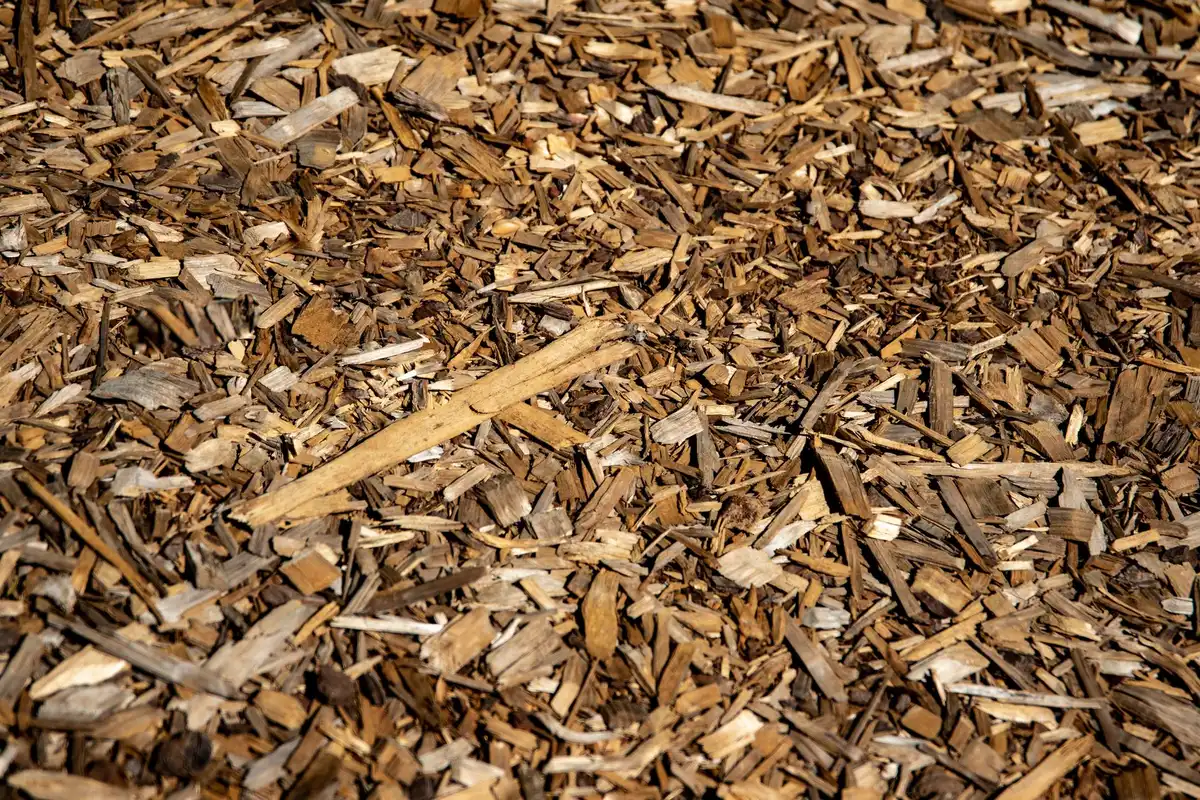 Paillage naturel appliqué au pied des plantes pour protéger le sol