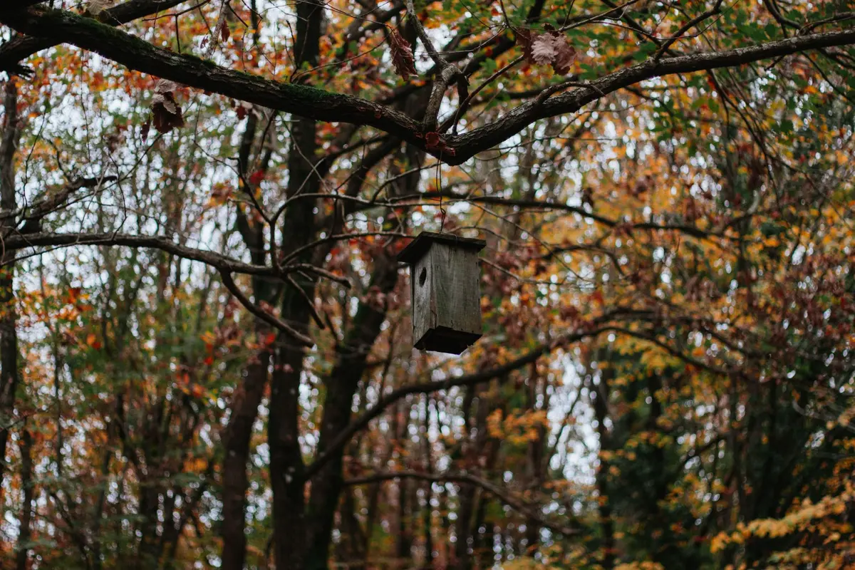 Tas de feuilles et branchages offrant un refuge pour la faune du jardin
