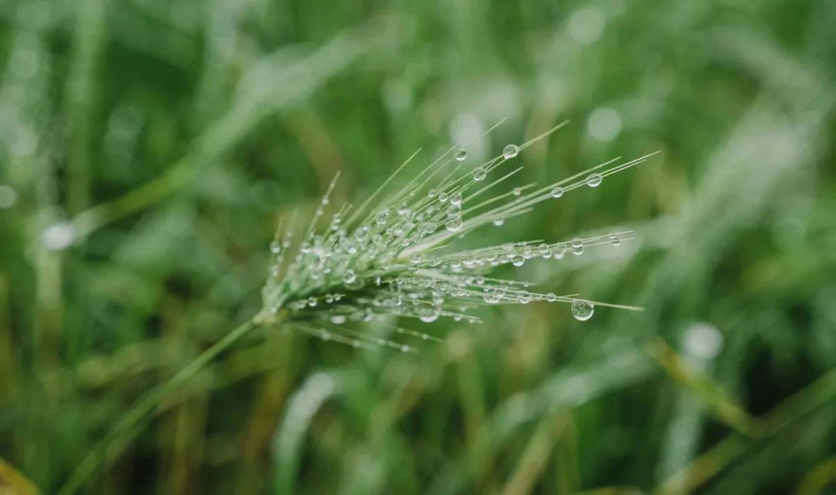 Champs d'avoine avec humidité et conditions climatiques favorisant la croissance des moisissures