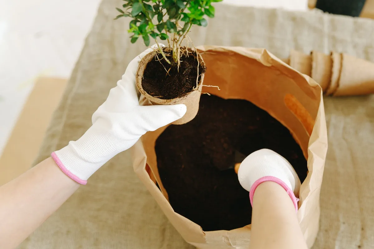 Rempotage d'une plante avec terreau frais et pot légèrement plus grand