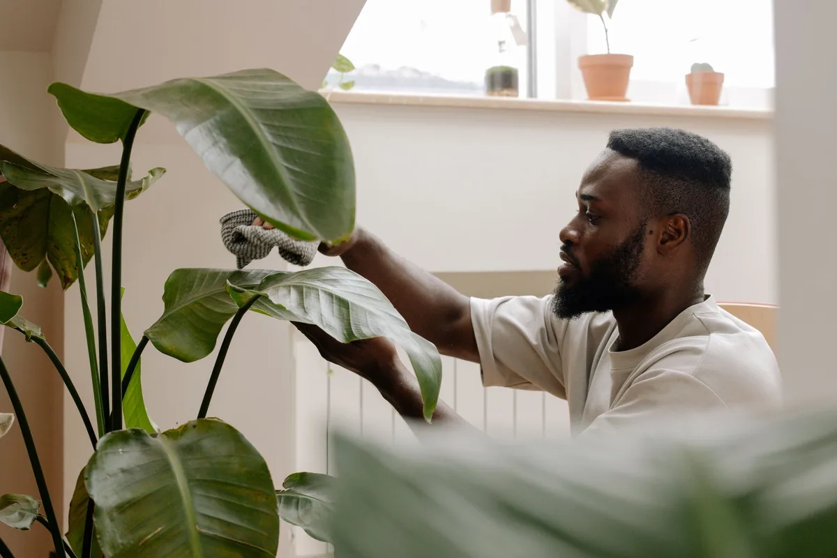 Nettoyage délicat des feuilles d'une plante avec un chiffon humide