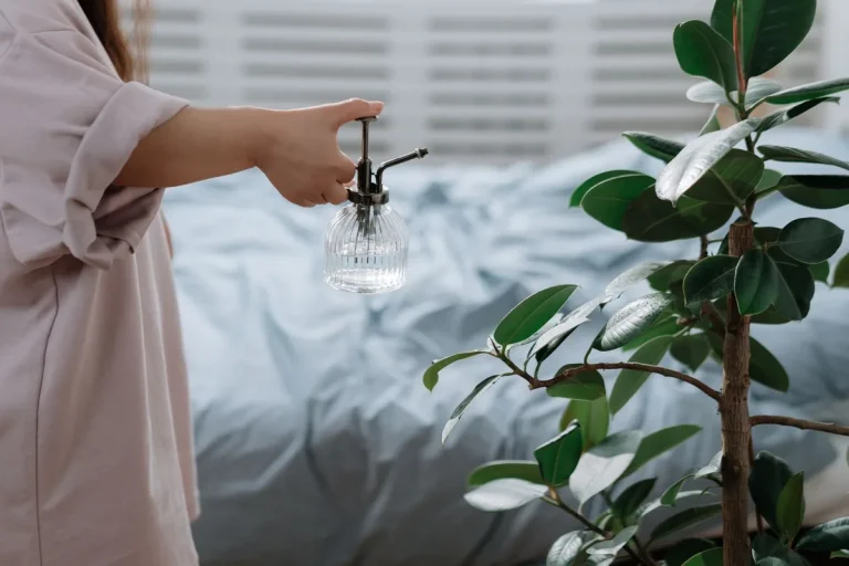 Mains arrangeant une plante d'intérieur près d'une fenêtre lumineuse avec des gouttes d'eau sur les feuilles