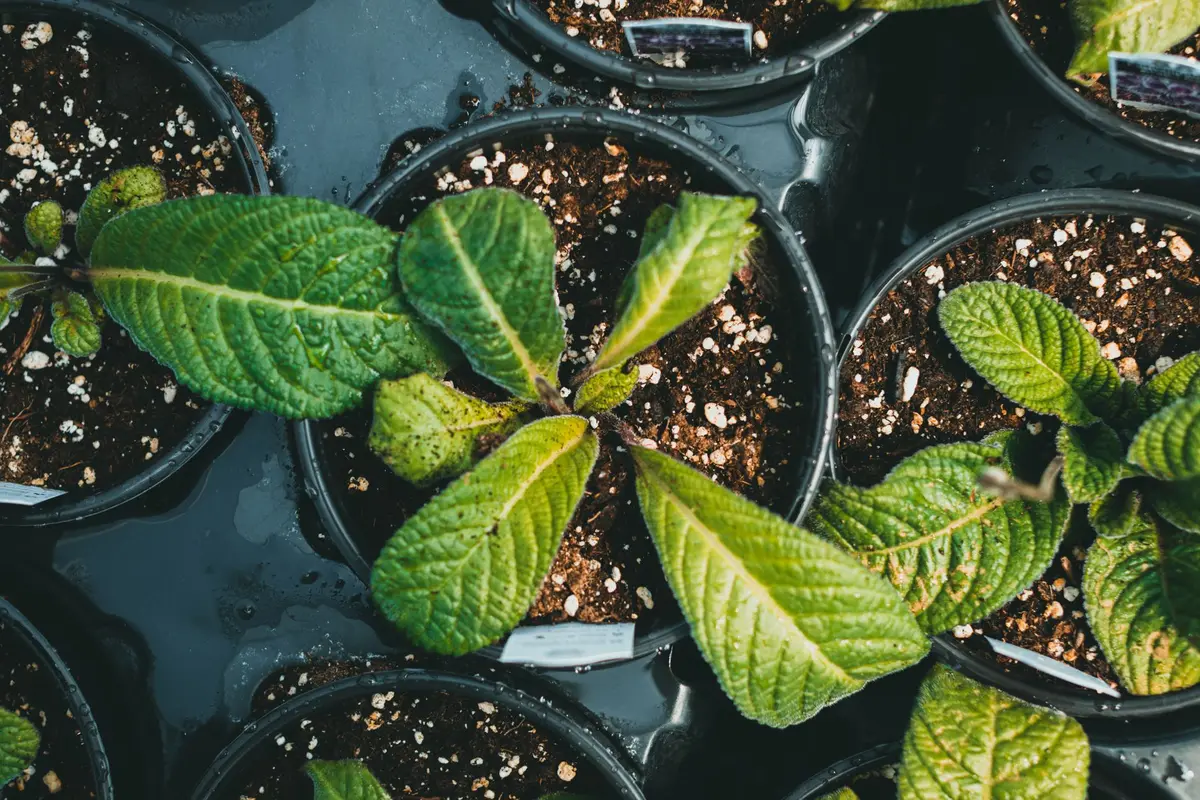 Repiquage d'une plantule dans un pot avec terreau drainant et lit de billes d'argile