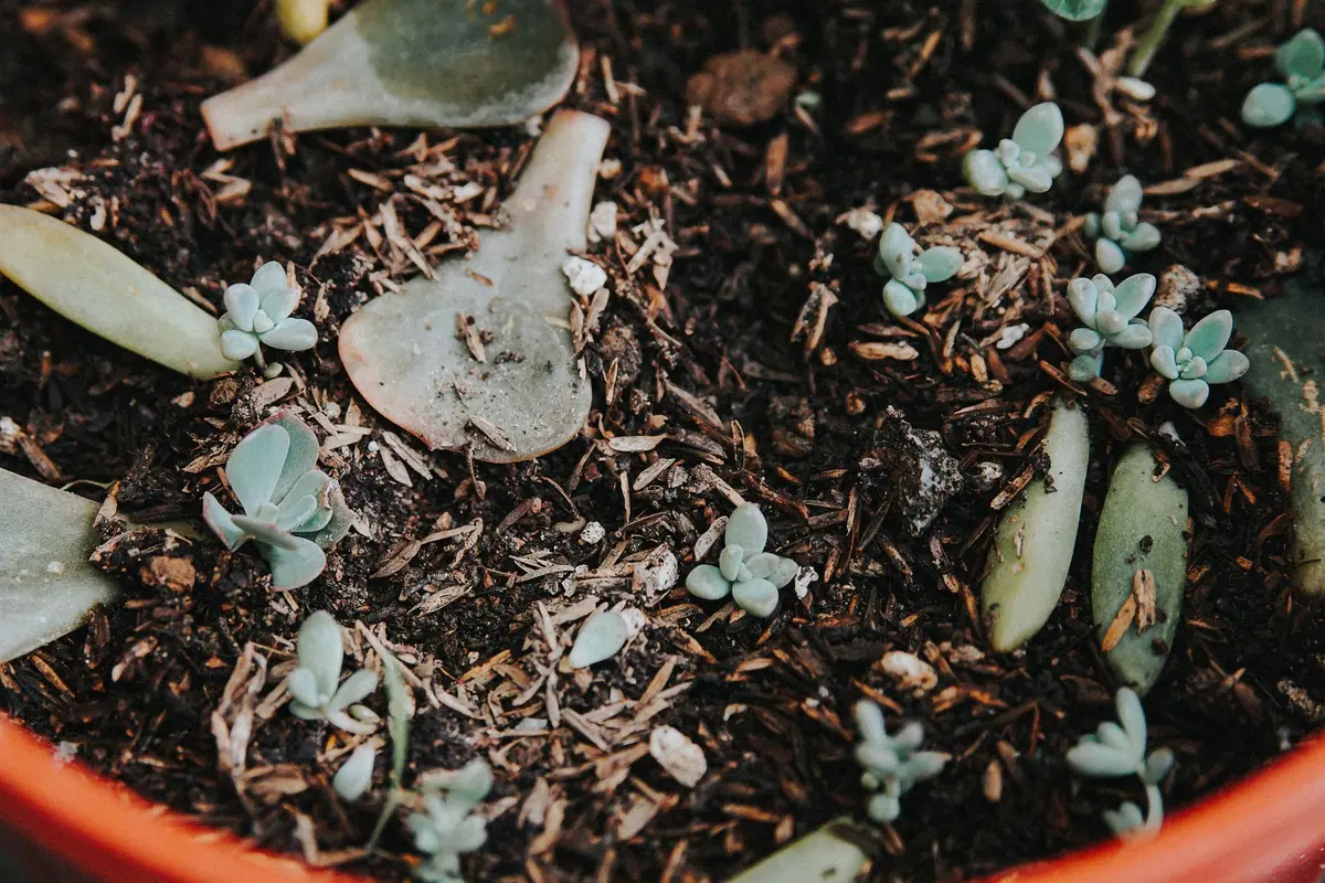 Petite bouture de tige de kalanchoe prélevée et prête à être plantée dans un substrat drainant