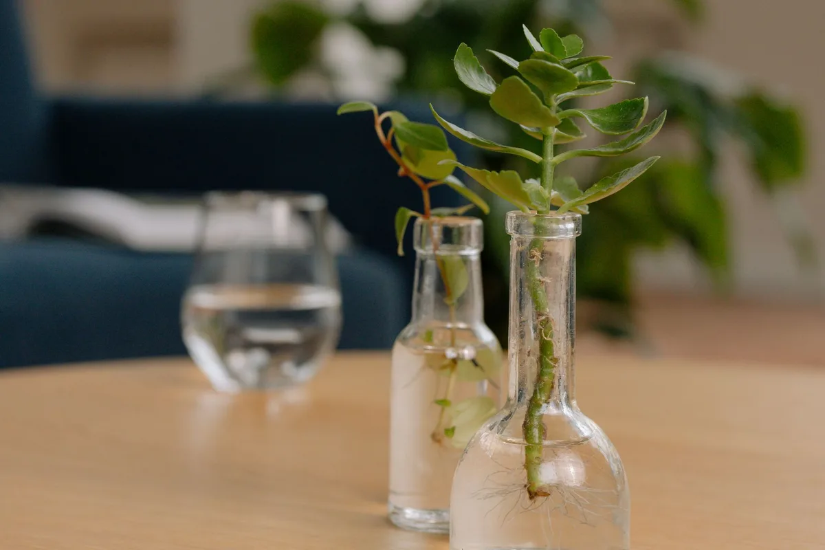 Feuille de kalanchoe posée à la surface de l'eau dans un verre transparent, montrant les débuts de racines