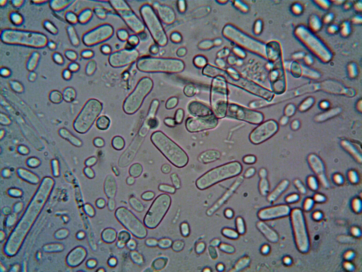 Illustration scientifique du microbiote intestinal et des bactéries du côlon.