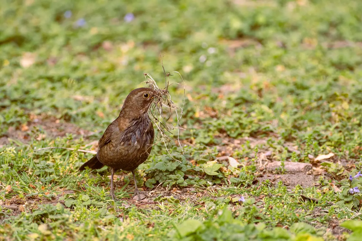 Mésange mâle dans son nid au printemps, période de reproduction territoriale
