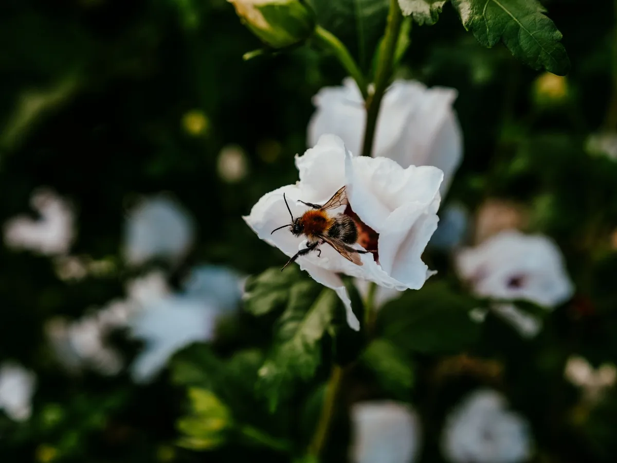 Jardin sauvage avec végétation diversifiée et gîte rural en arrière-plan