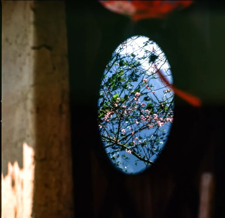 Silhouette d'un oiseau volant vers une fenêtre brillante avec son reflet visible sur la vitre