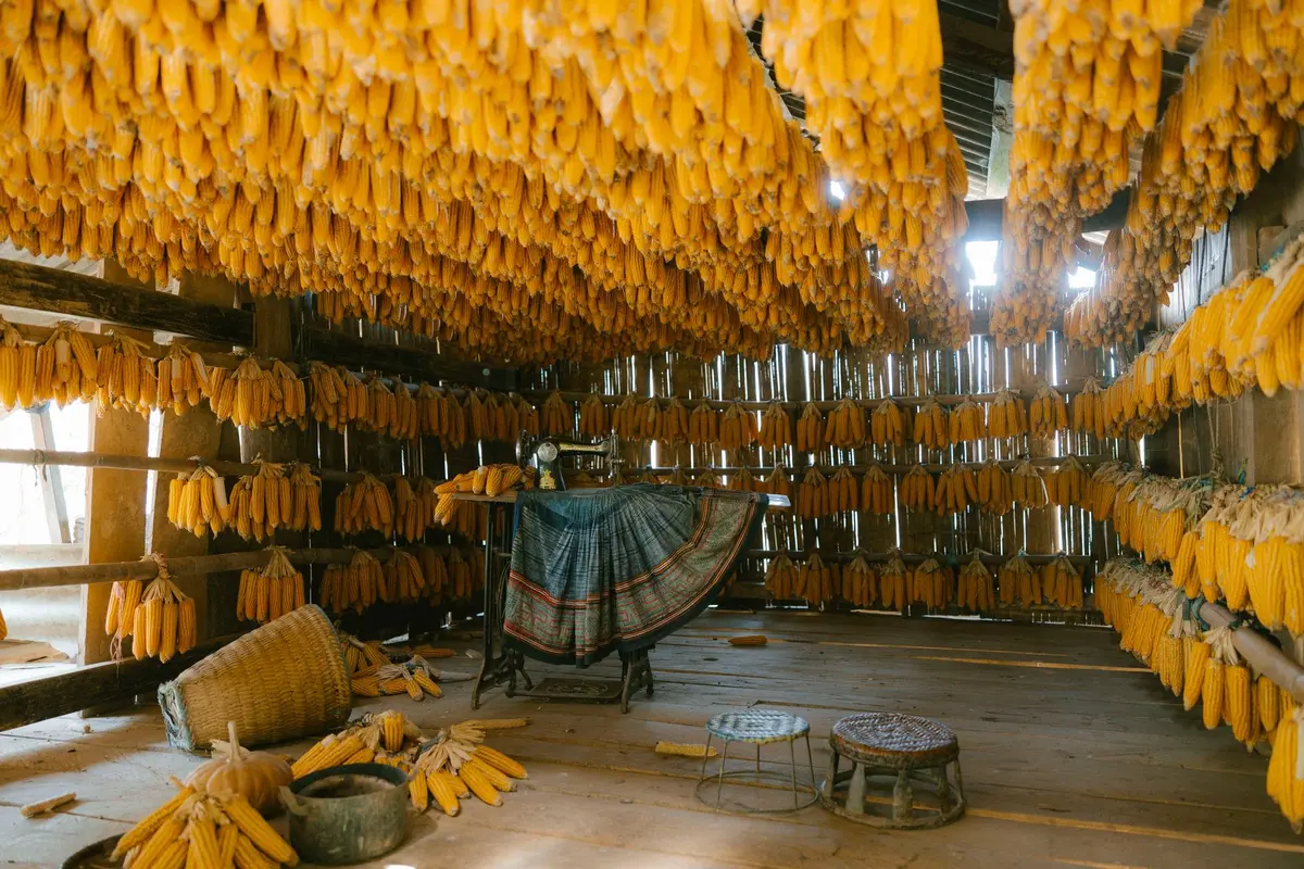 Grains contaminés par la moisissure dans un environnement humide.