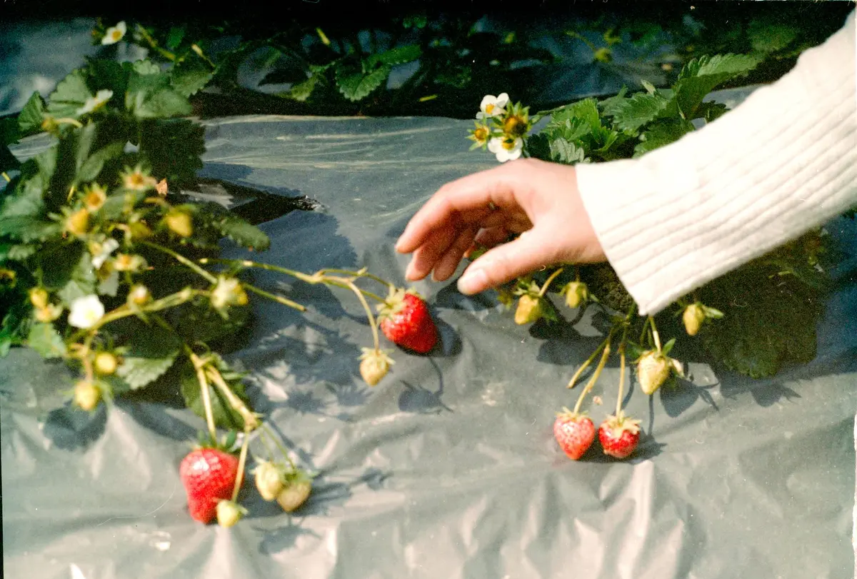 Désherbage délicat autour des plants de fraisiers avec protection du collet