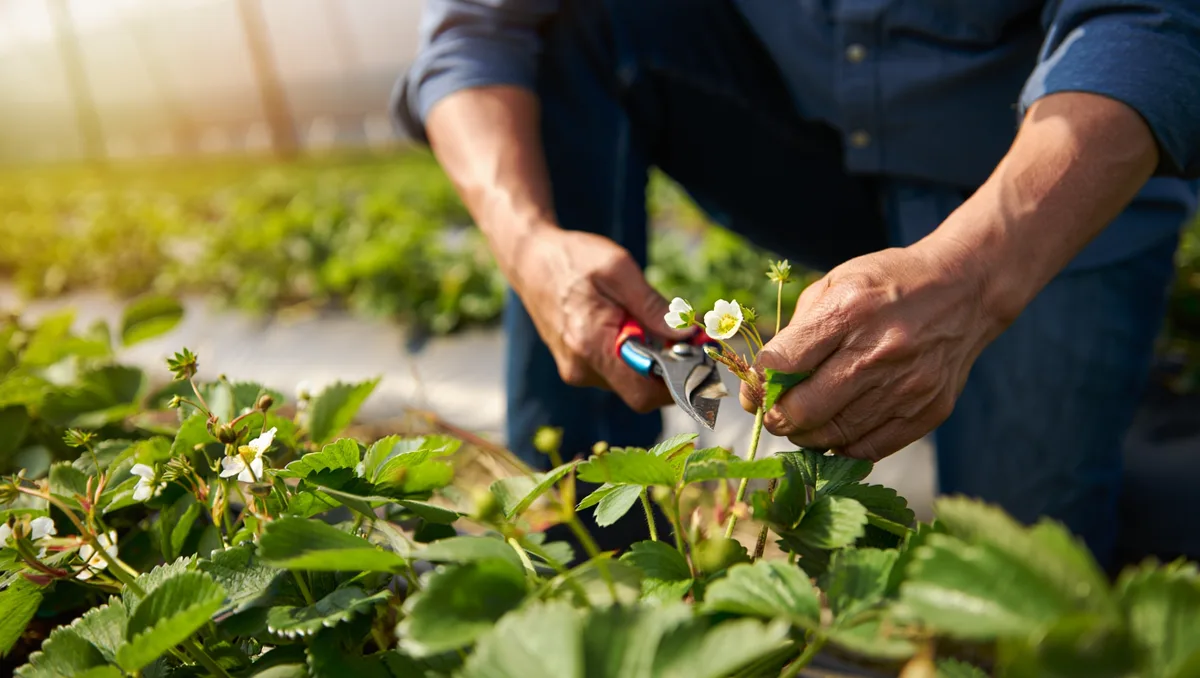 Quand les interventions au champ influencent la visite ? — Les cultures de fraises et de framboises subissent des travaux saisonniers visibles : la taille annuelle se fait généralement au printemps, vers mars ou avril, et le paillage s’effectue plutôt en
