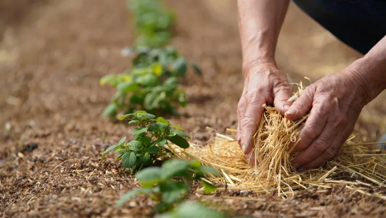 Paillage au printemps : protéger fraisiers et framboisiers en avril-mai