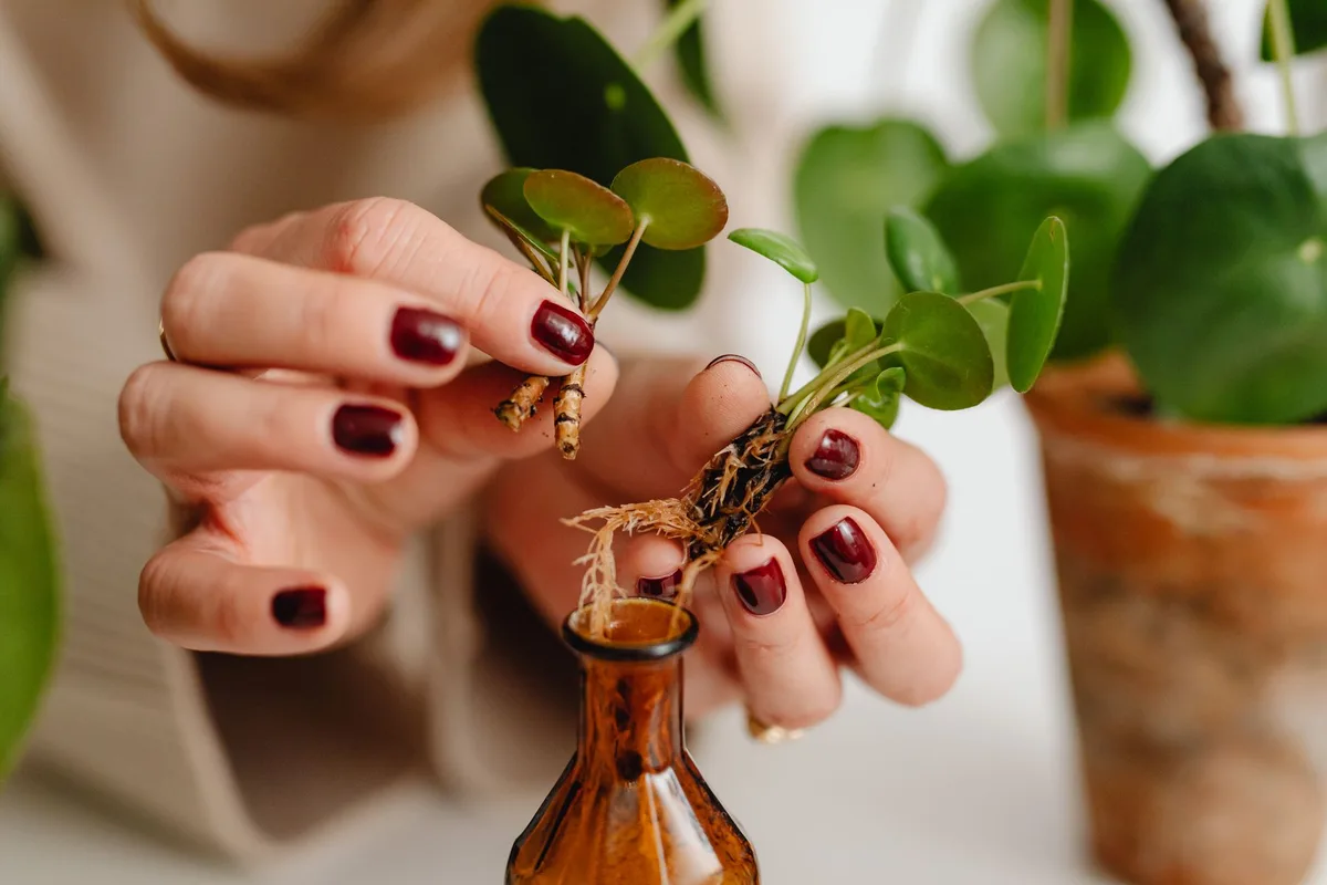 Bouture de plante avec poudre appliquée sur la zone de coupe pour favoriser l'enracinement