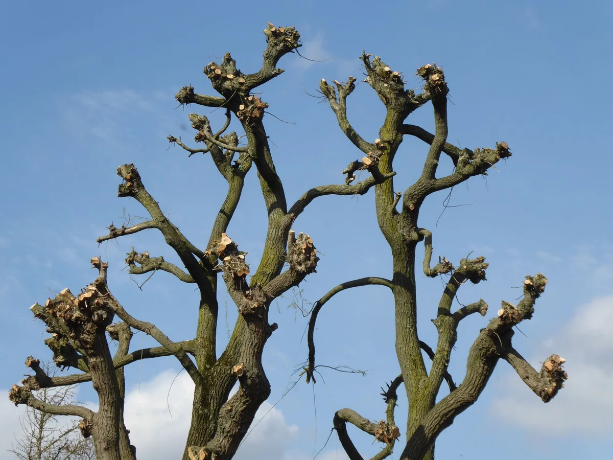 Structure d'un arbre fruitier montrant les branches charpentières et la canopée