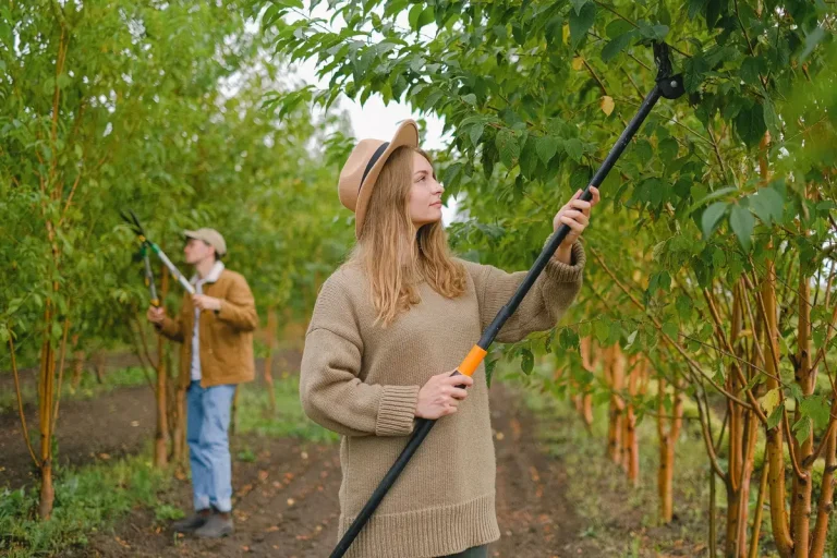 Travaux de taille dans un verger en hiver, avec branches coupées au sol