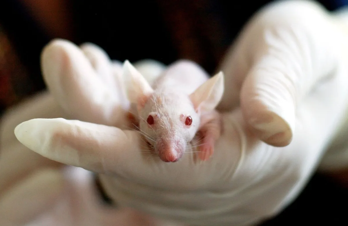Rats en laboratoire utilisés pour étudier les effets du stress sur la respiration nocturne.