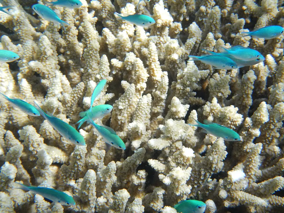 Plongeur en apnée explorant un récif corallien coloré avec poissons tropicaux