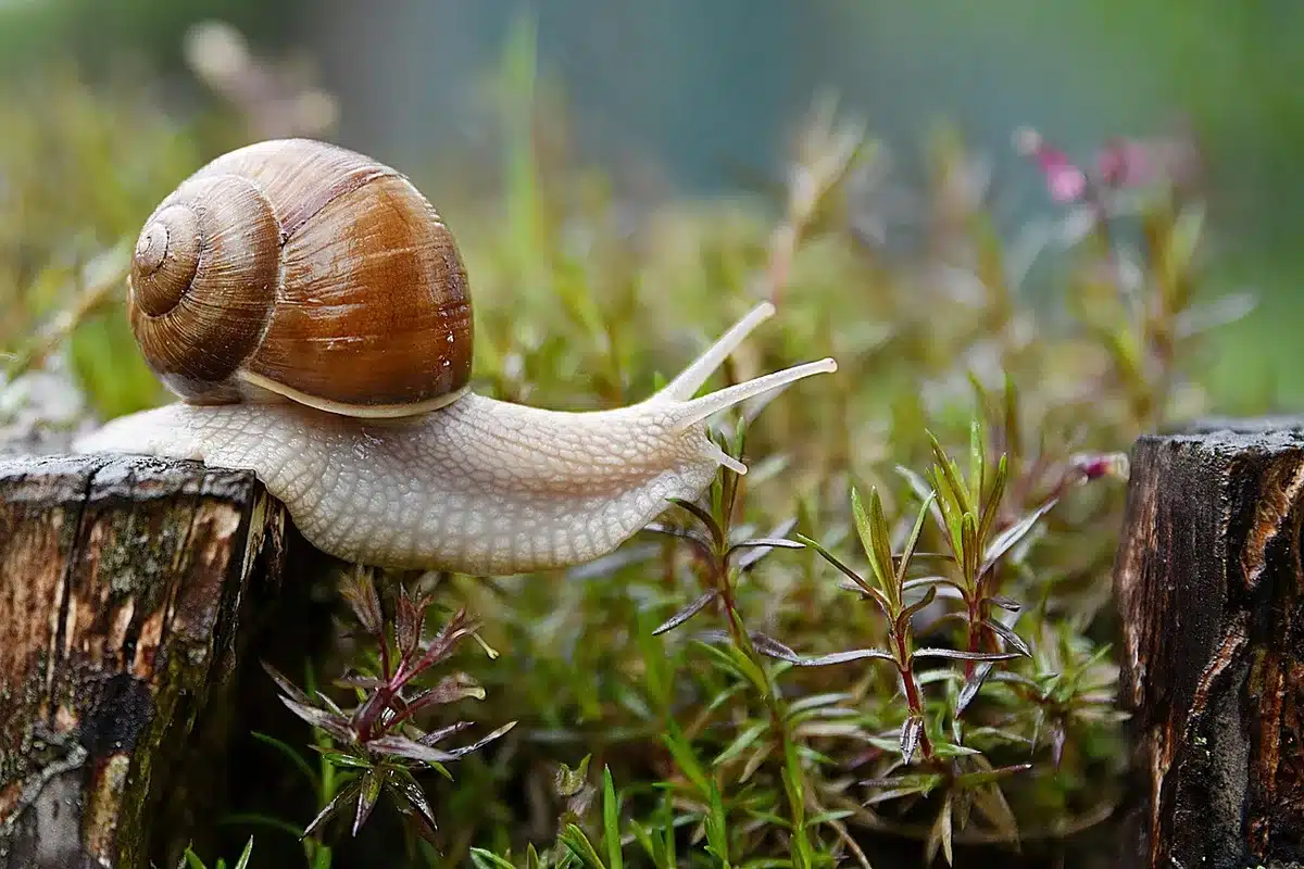 Limaces et escargots près d'un jeune plant de jardin