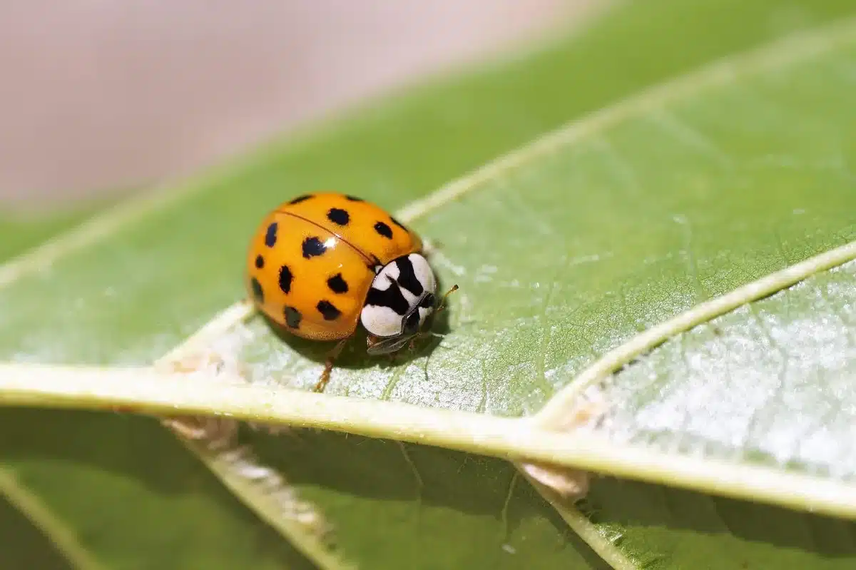 Fleurs et insectes auxiliaires comme coccinelles sur des plantes potagères
