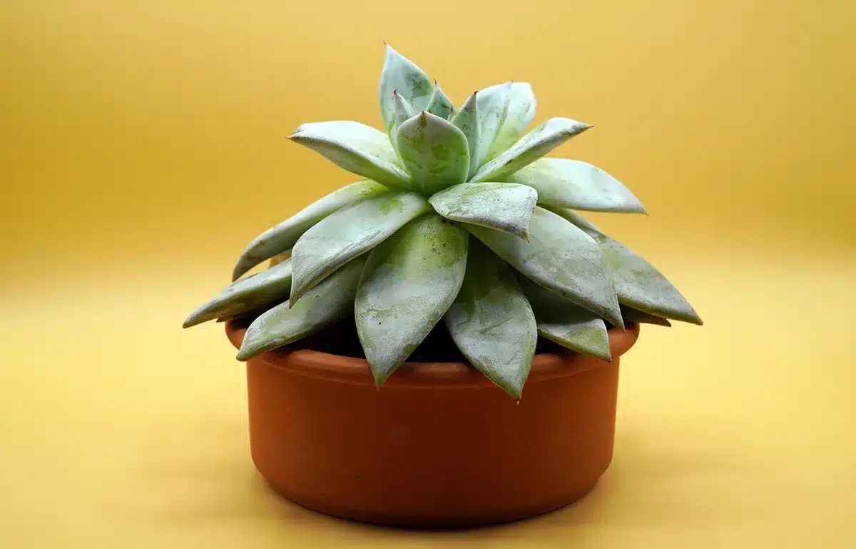 Rempotage d'un cactus Echinopsis avec substrat drainant sur une table en journée