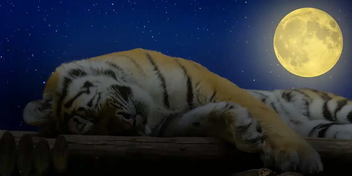 Athlète allongé dans un lit, regardant au plafond, incapable de dormir