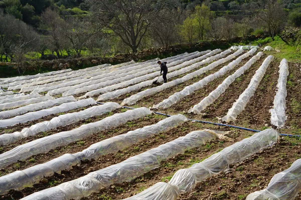 Voile d'hivernage en tissu non tissé posé sur des arbustes en journée