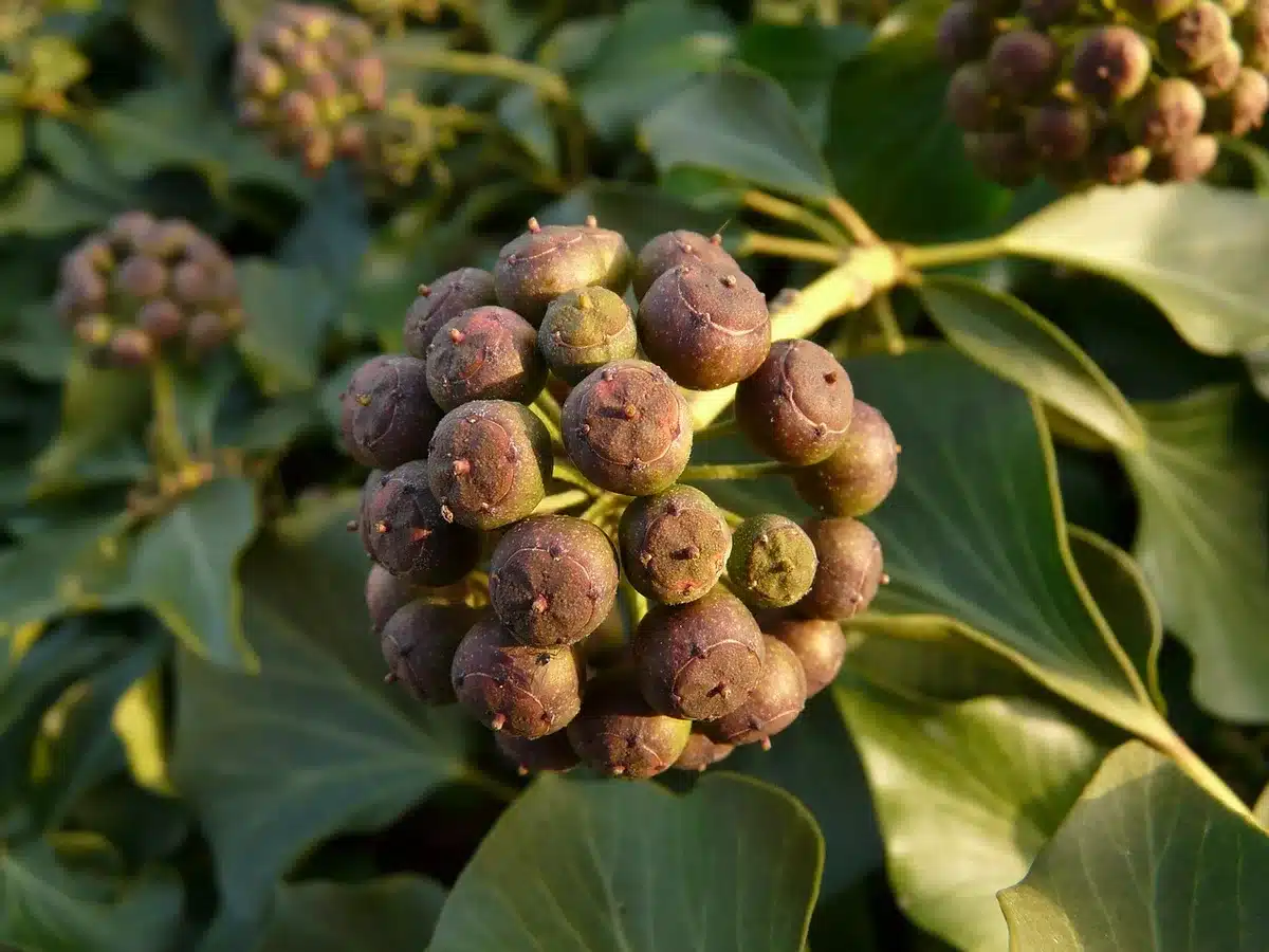 Différentes plantes d'intérieur potentiellement toxiques posées sur une table