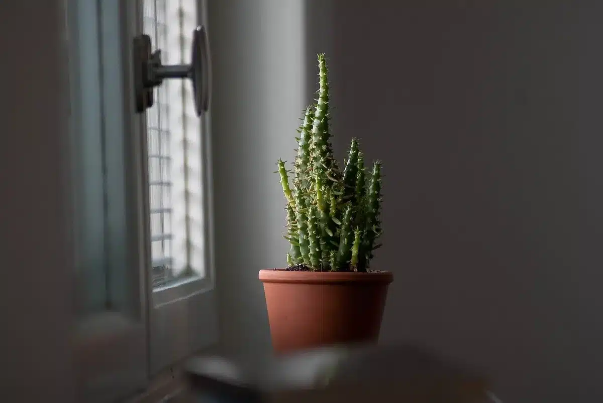 Arrosage d’un cactus en pot avec assiette vide pour drainage