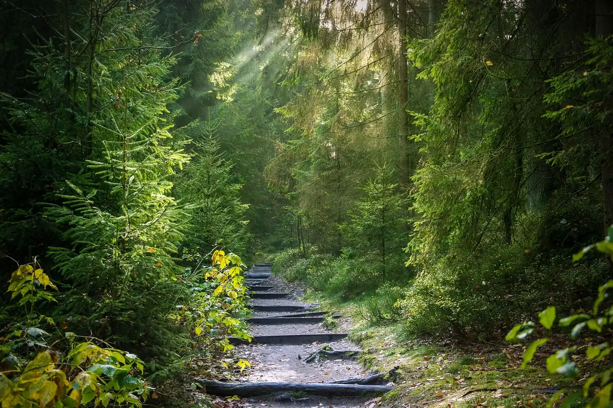 Escalier en pierre descendant vers une cascade dans un ravin