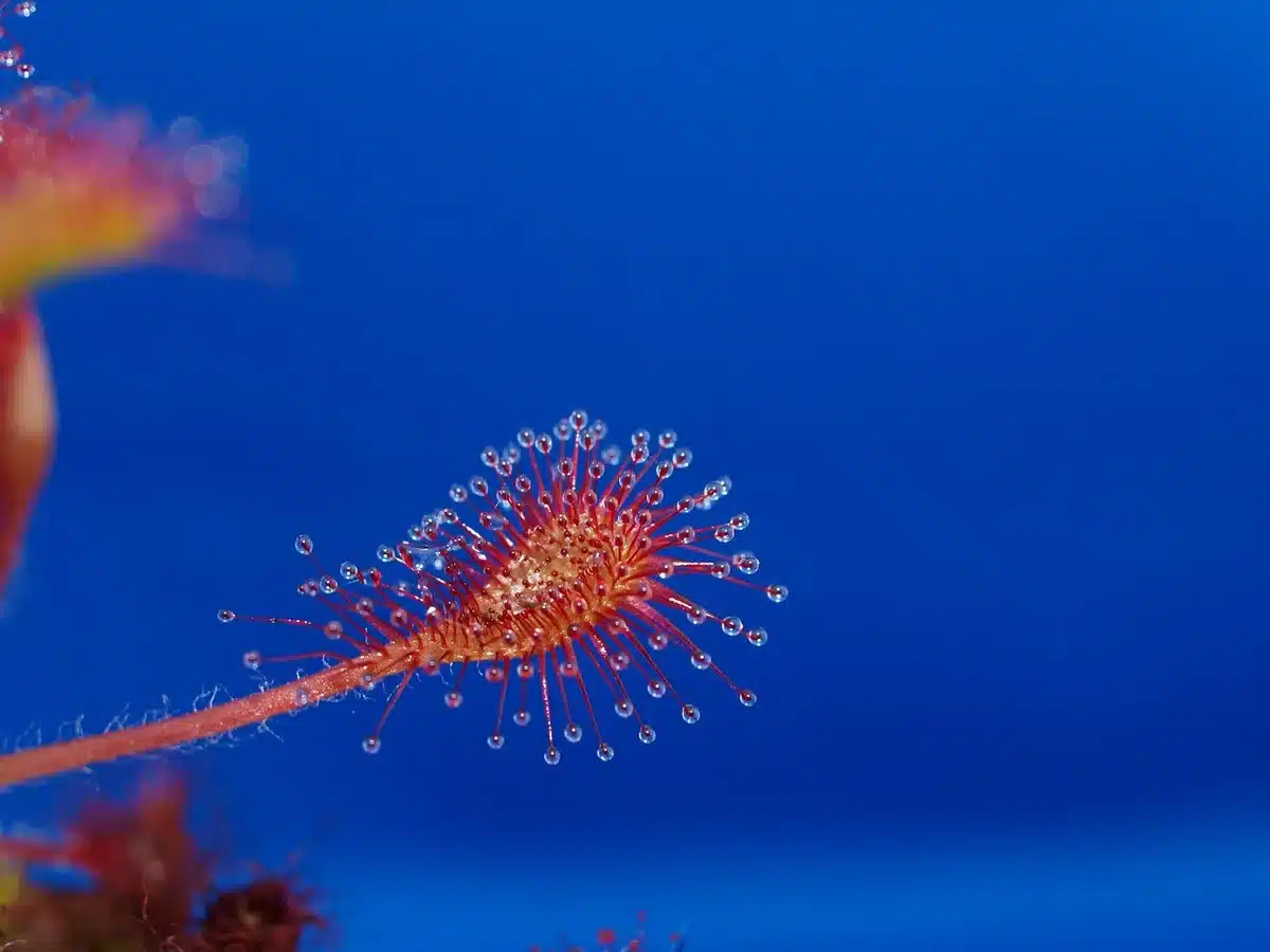 Gros plan sur une feuille de Drosera couverte de gouttelettes collantes