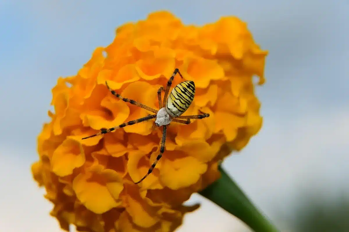 Clôture de jardin résistante avec base enterrée et porte sécurisée en plein jour