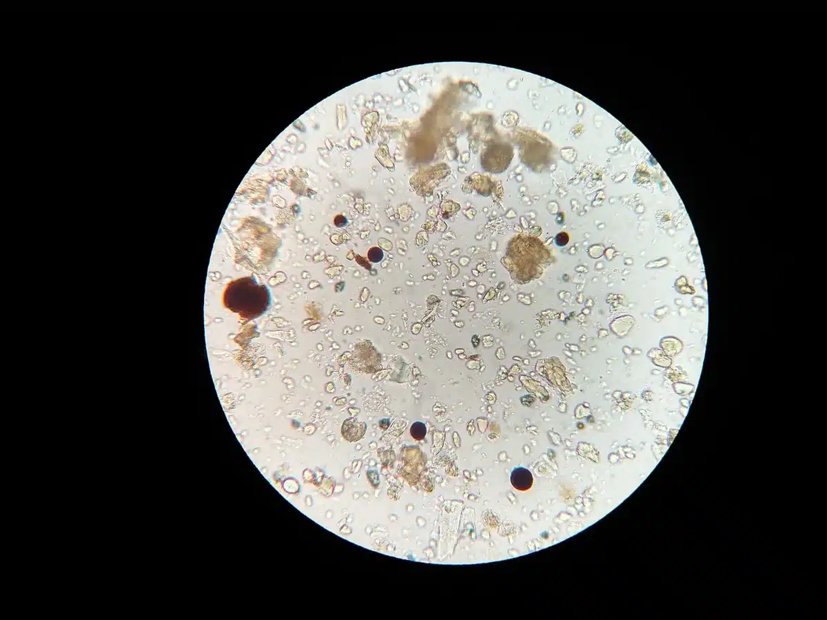 Chercheur en laboratoire avec plaque et modèle animal en arrière‑plan