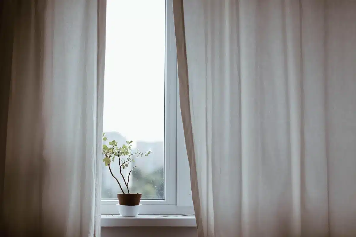 Plante d'intérieur placée près d'une fenêtre recevant une lumière indirecte et filtrée