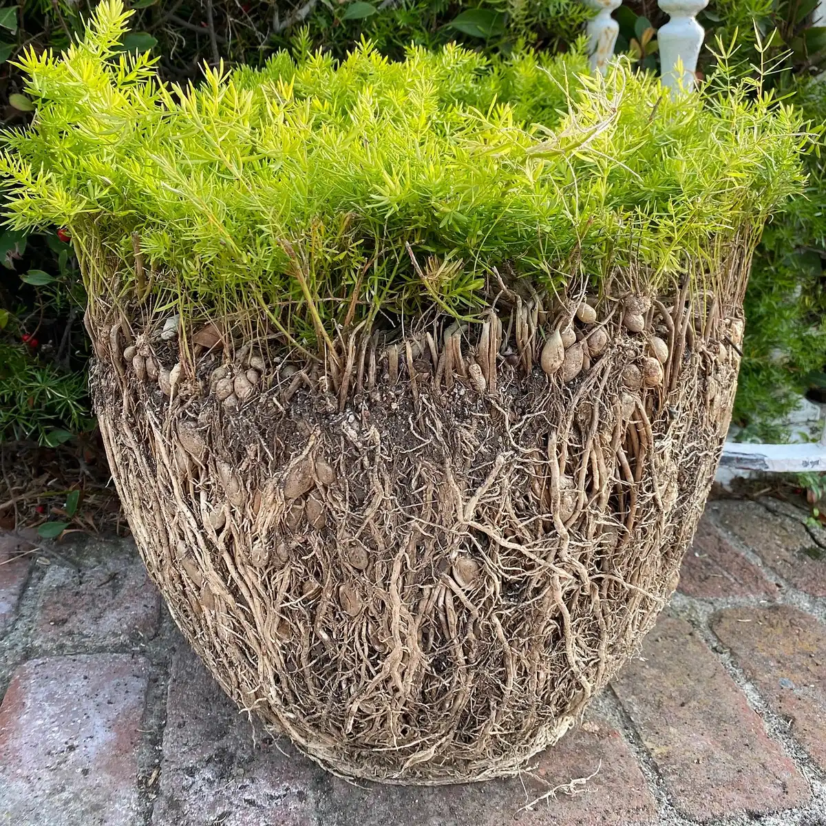 Rempotage d'une plante avec remplacement du substrat humide