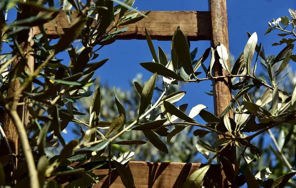 Arbre dénudé en hiver prêt pour une taille, échelle et outils posés