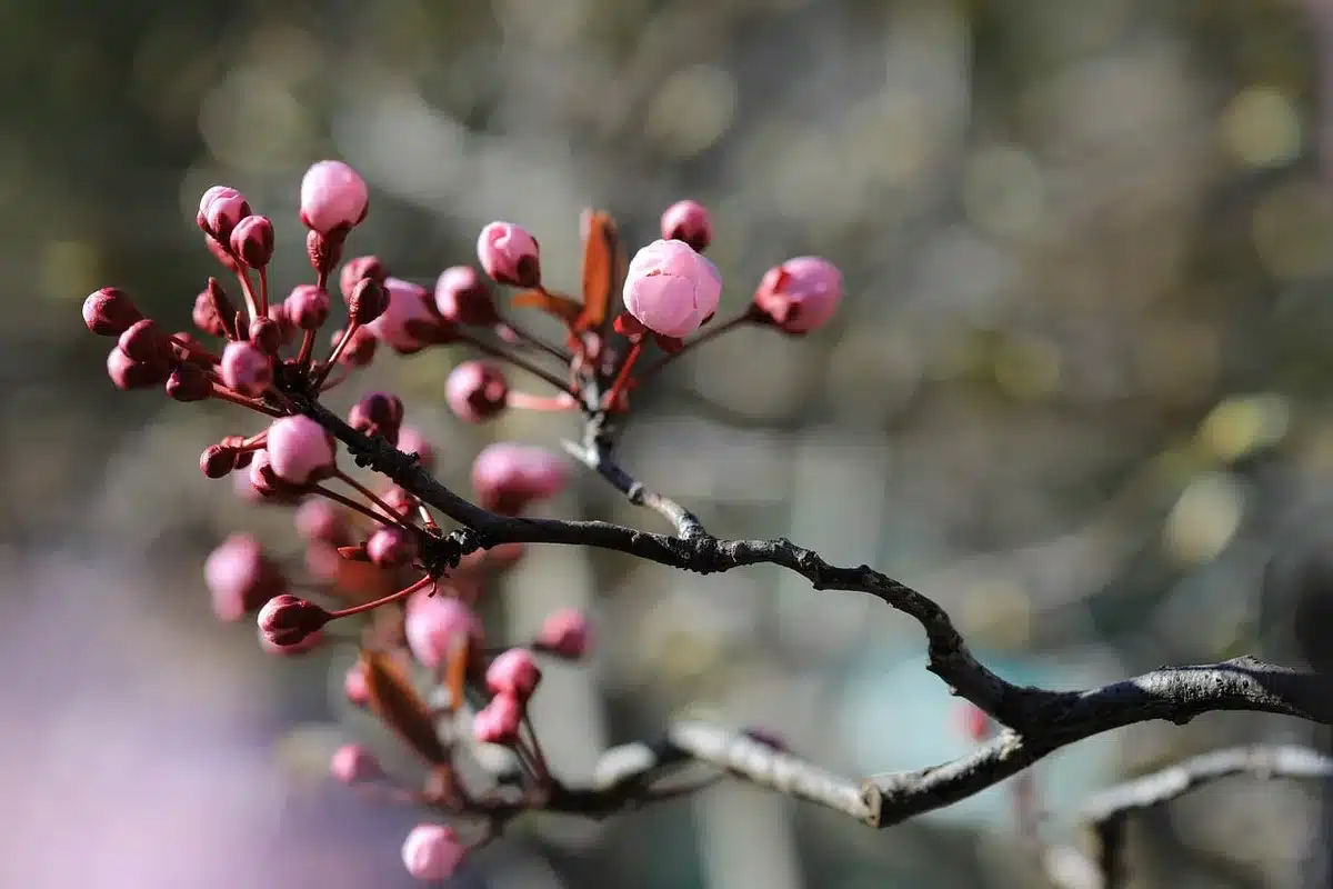 Taille d'un prunier en fin d'automne, branches nues et coupe nette