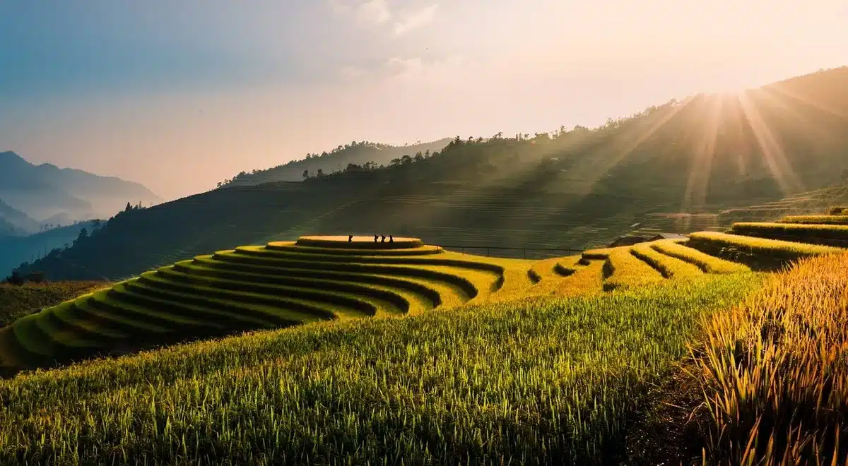 Sentier traversant rizières en terrasses à Bali sous un soleil de jour