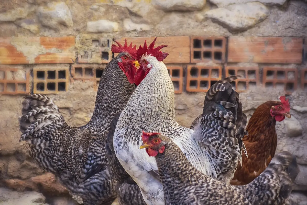 Poules au soleil près du poulailler illustrant l'effet de la photopériode