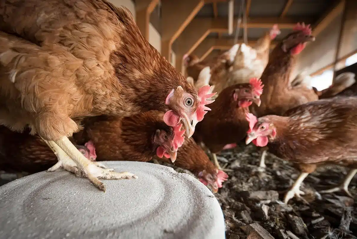 Rations et compléments riches en calcium pour poules pondeuses