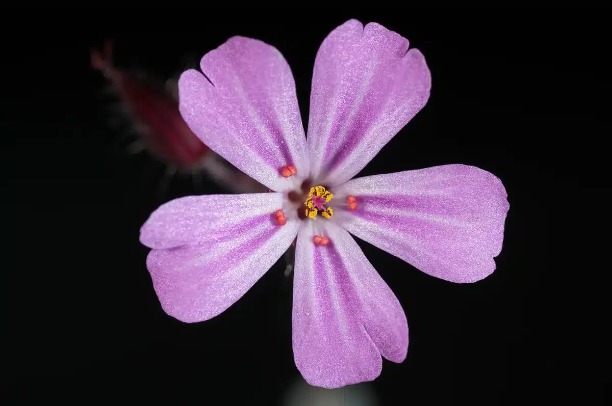 Gros plan sur des mains coupant des tiges de géranium avec un sécateur