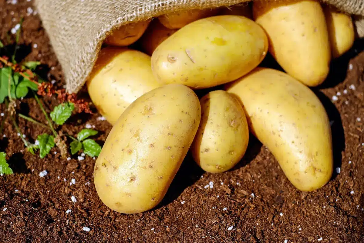 Assortiment de légumes et céréales complètes illustrant les fibres qui nourrissent le microbiote