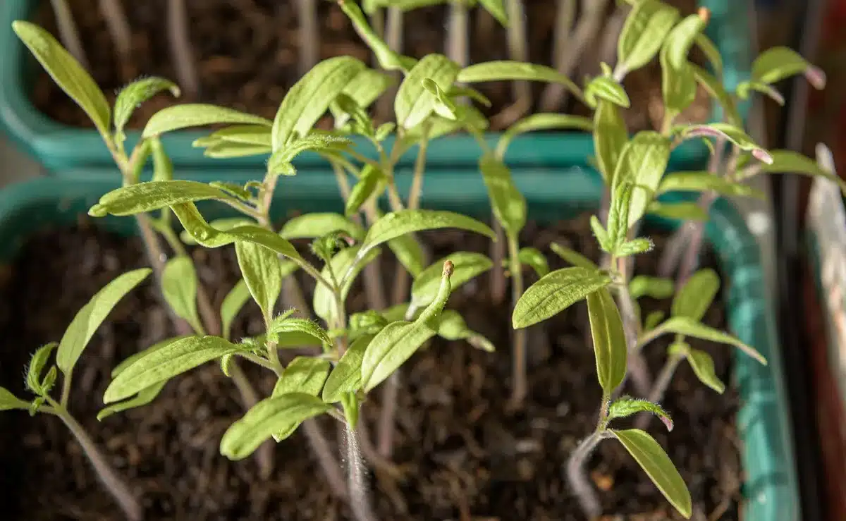 Germination de coriandre dans de petits pots prêts pour des semis échelonnés