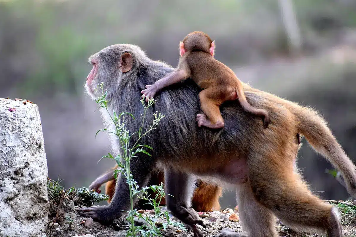 Visiteurs gardant leurs objets et respectant la distance avec des macaques