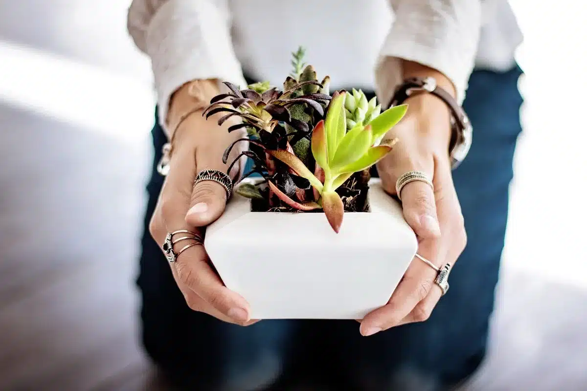Saupoudrage de poivre sur le substrat d'un pot de plante